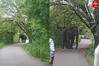 மலைபகுதியில் நடமாடும் ஒற்றை கொம்பன்