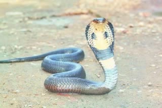 woman dies due to poisonous snake bite