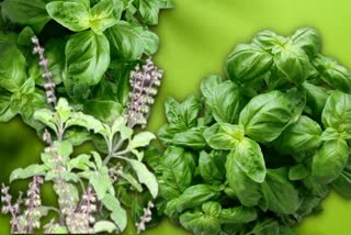 Basil Leaves For Health News