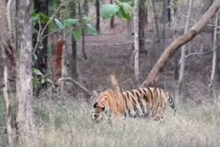 tiger seen eating grass in satpura