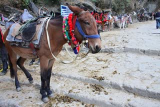 Horse Mules Death in kedarnath