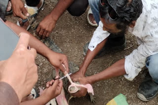 Crocodile stuck in net of fish, it was released in Nature park after rescue