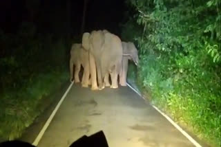 nilgiris-the-wild-elephant-that-drove-away-the-vehicle