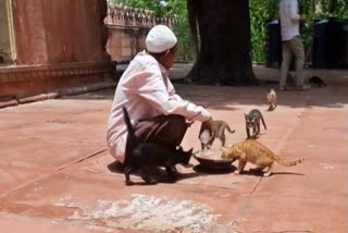 The resident cats move around in this Mughal-era mosque in Agra. The structure is known as much for its feline residents as for being a place of worship. The Sandli Masjid near the eastern gate of the Taj Mahal is more popularly known as 'Billio wali masjid', thanks to the cat residents.  Worshippers have to share space with scores of cats when they come to the mosque to pray.