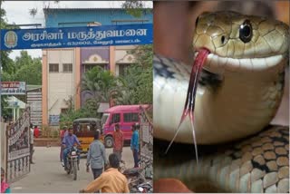 school Girl injured by snake bite