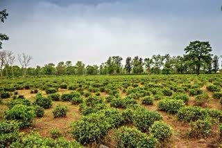 Dehradun Tea Garden Land