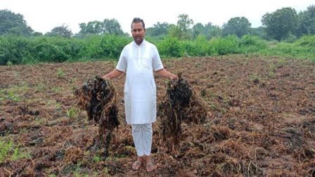 बारिश से मूंगफली की फसल ख़राब