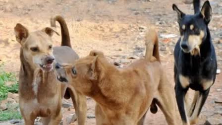 Schools Closed Koothali Grama Panchayath  Kozhikode stray dog attack Schools Closed Koothali  തെരുവുനായ ആക്രമണം  കോഴിക്കോട് ഇന്നത്തെ വാര്‍ത്ത  Kozhikode today news