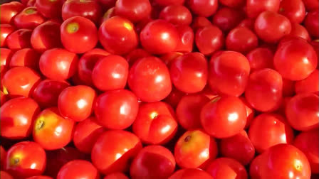 The miscreants decamped with the pricey tomatoes.  A Bolero pickup van laden with tomatoes in Karnataka's Chitradurga area was forcibly stopped by three miscreants travelling in another car. The vehicle loaded with tomatoes was forcibly hijacked by the criminals. A farmer and the driver of the vehicle were left behind by the side of the road.