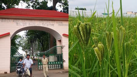 white Madua in jharkhand