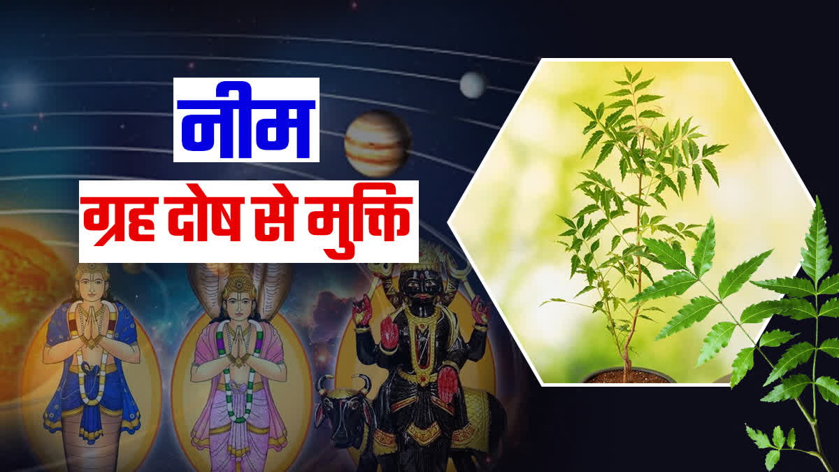 NEEM VASTU TIPS