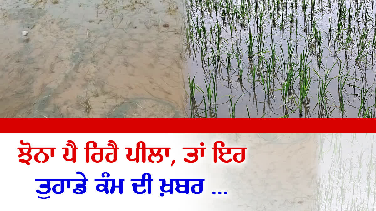 The Paddy Is Turning Yellowish, PAU Ludhiana