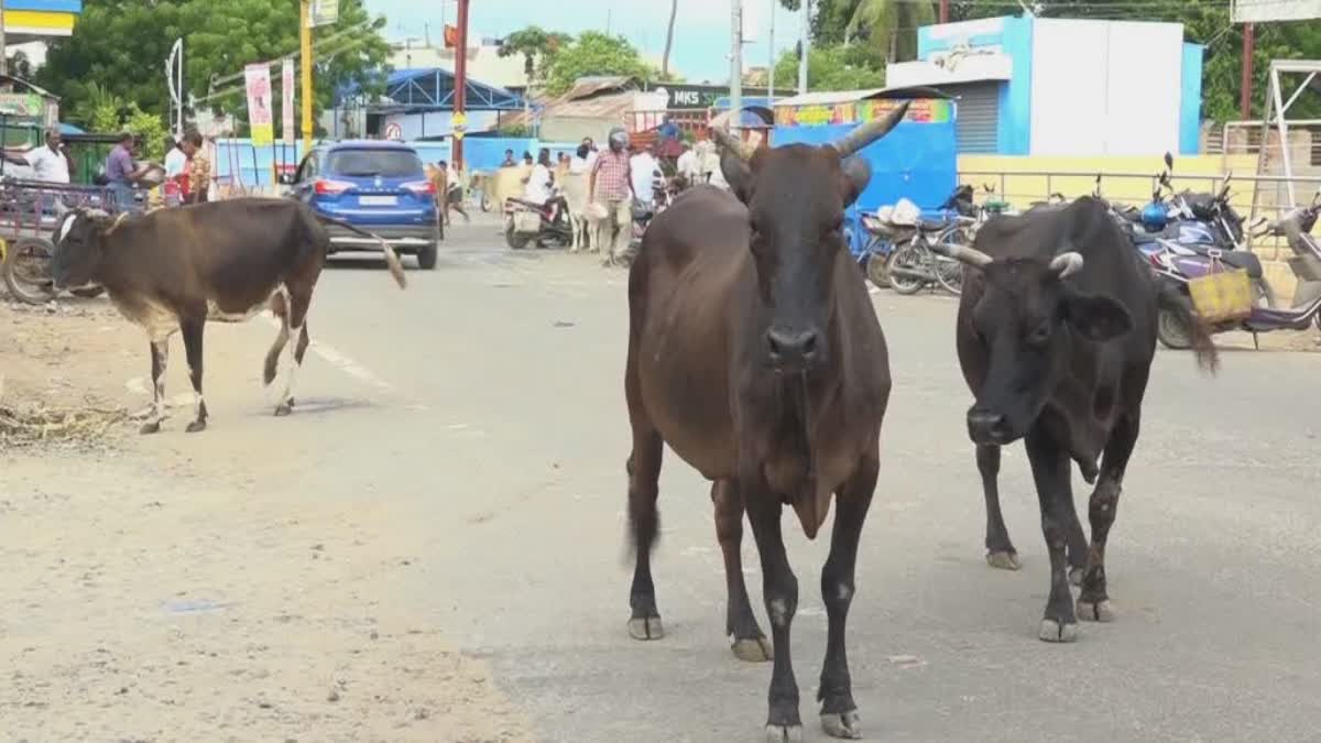 மாடு கோப்பு படம்