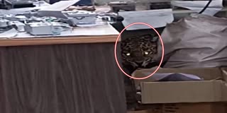 leopard Entered In Mahavitaran Office