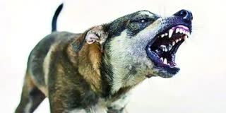 Dogs Attack on Children in sangareddy