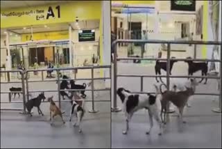 dogs in chennai airport premises