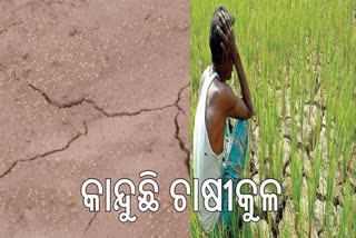 Farmers Problem In Boudh