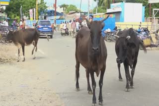 மாடு கோப்பு படம்