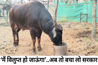 CHHATTISGARH WILD BUFFALO