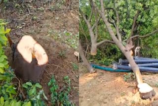 JABALPUR THEFT OF SANDALWOOD