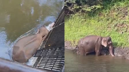 RESCUED ELEPHANT FROM CANAL  ആന കനാലില്‍ കുടുങ്ങി  ഇടുക്കി ആന  ELEPHANT ATTACKS IN IDUKKI