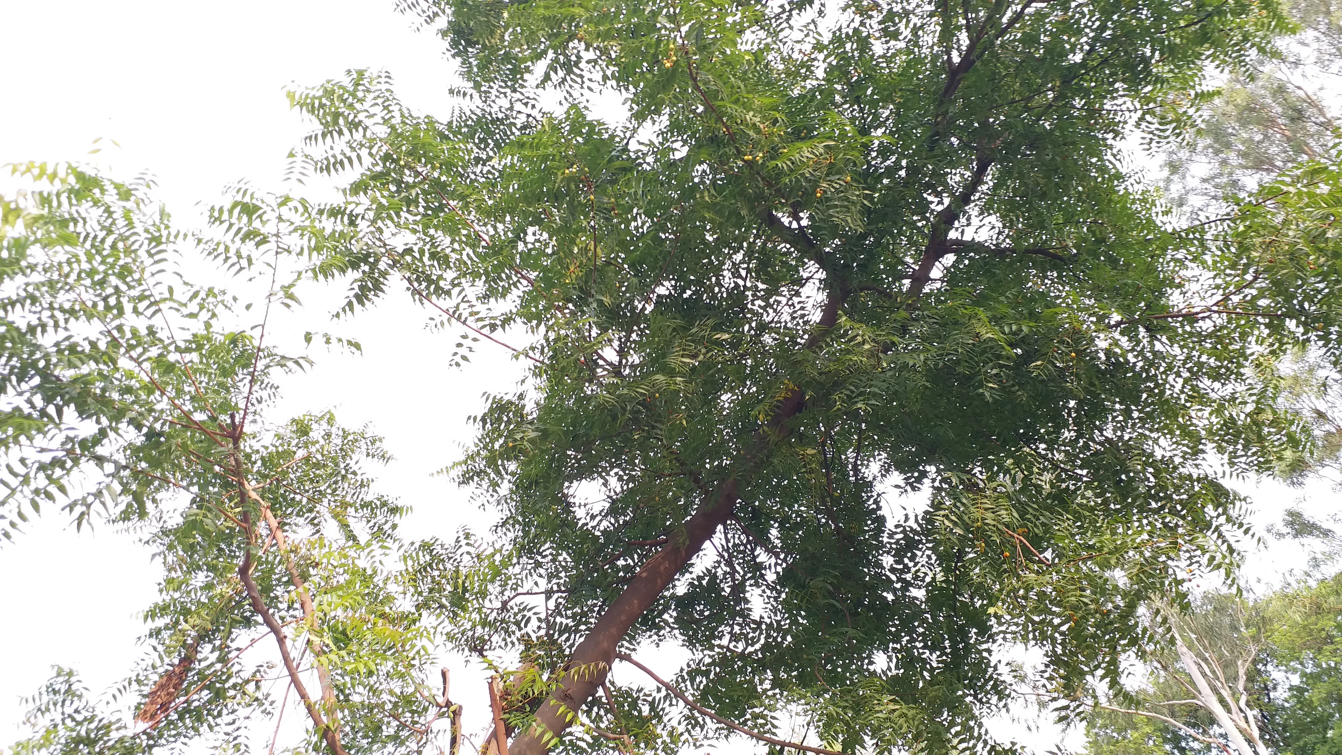 Neem tree religious importance