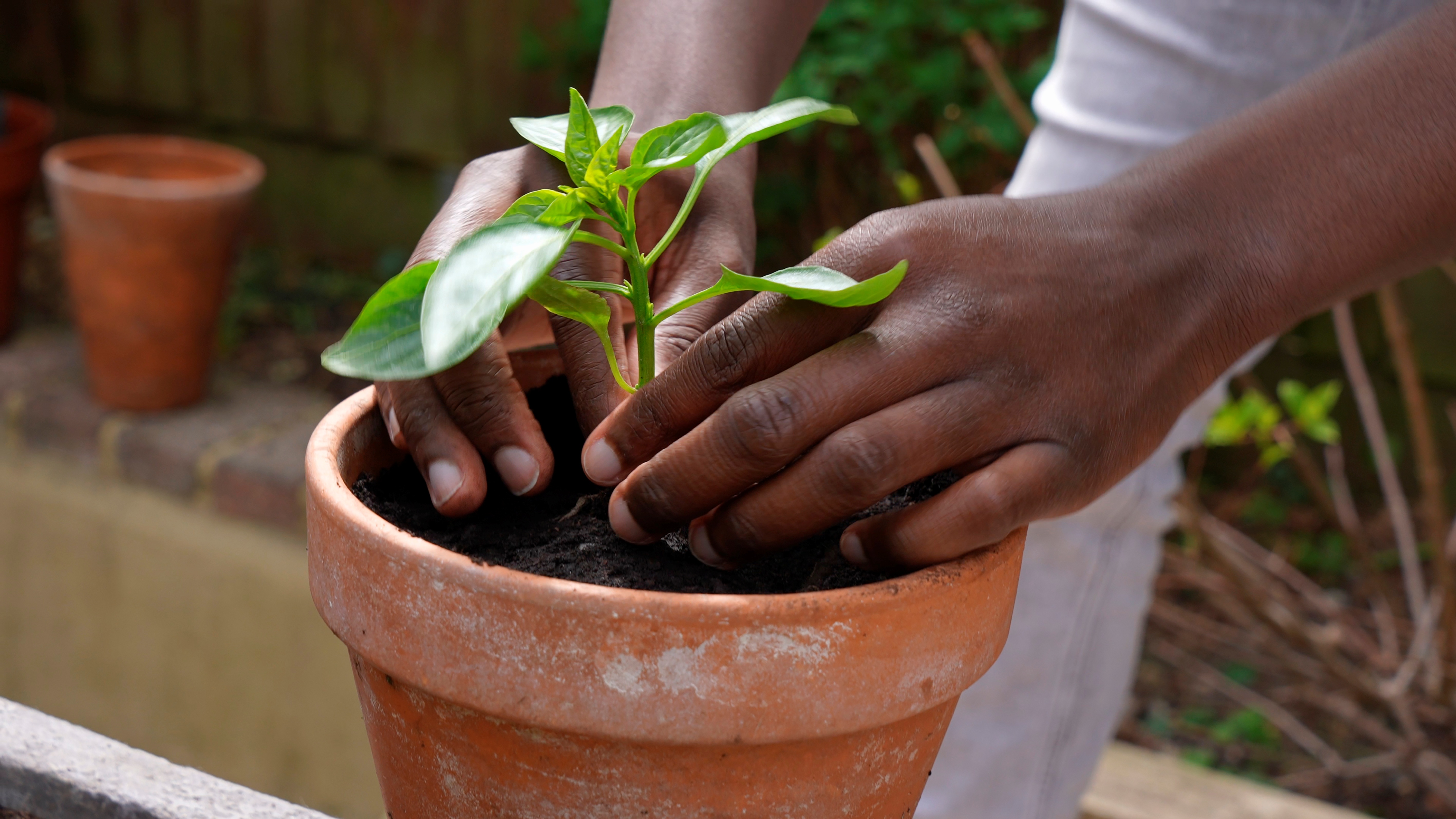 Tips to Protect Plants in Monsoon