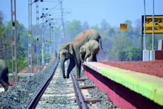 ELEPHANT DELIVERY ON RAILWAY TRACK