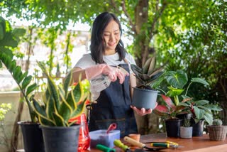 Tips to Protect Plants in Monsoon