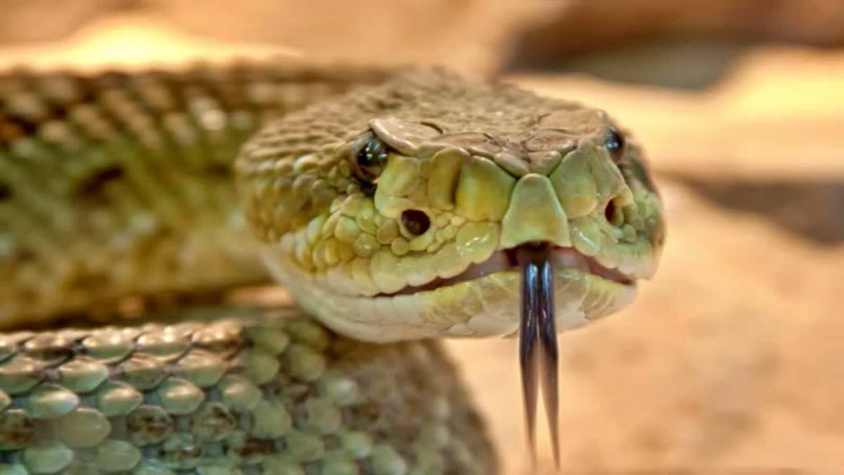 guidelines for rescue and release of snakes