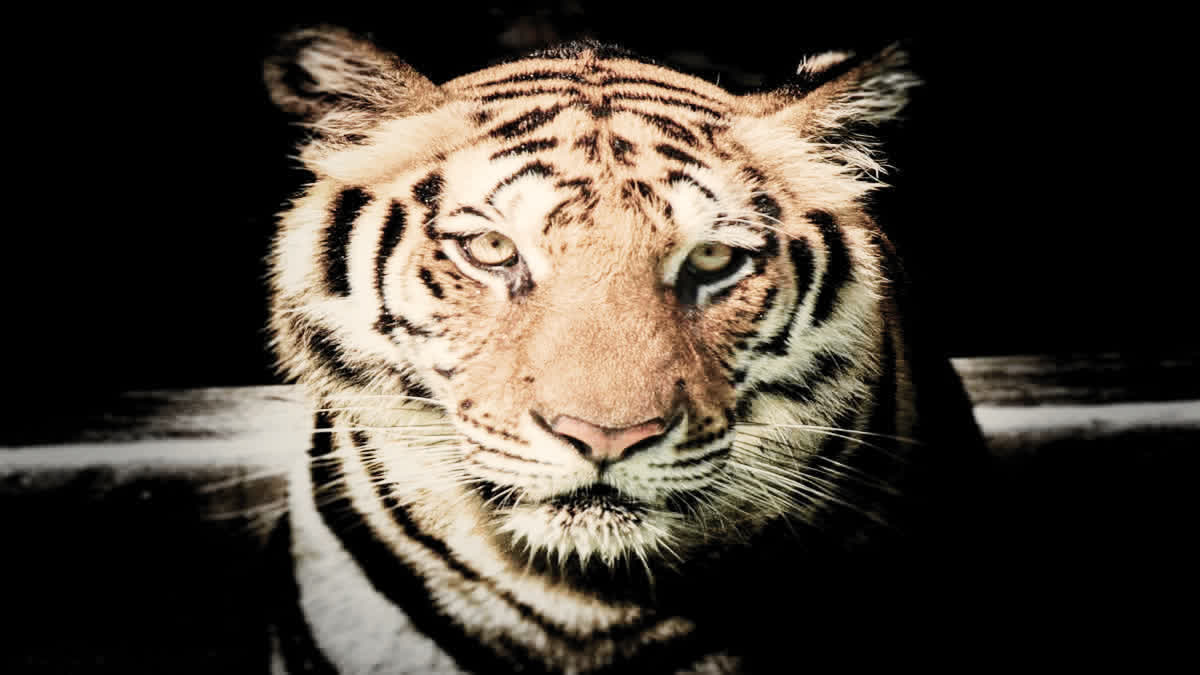 Tiger death in Bandhavgarh Tiger Reserve