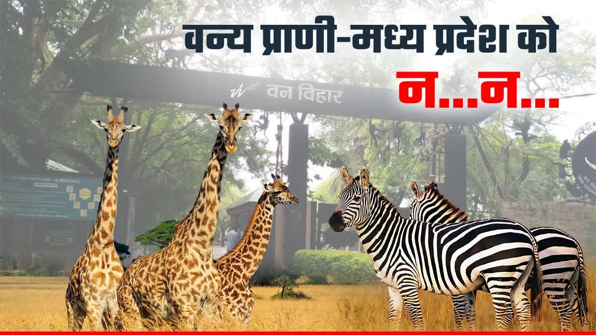 Wild animals are not giving state to MP