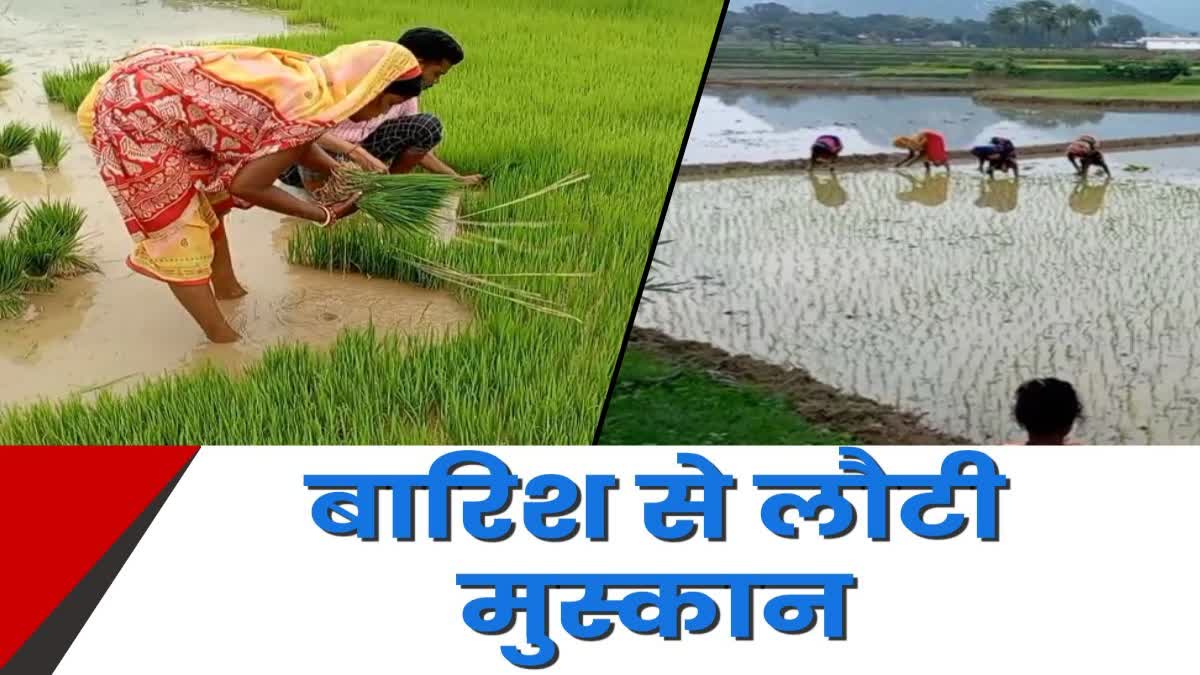 Farmers engaged in farming due to rain in Deoghar