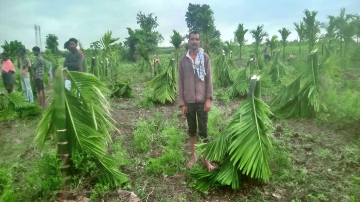 cut down 850 Arecanut tree