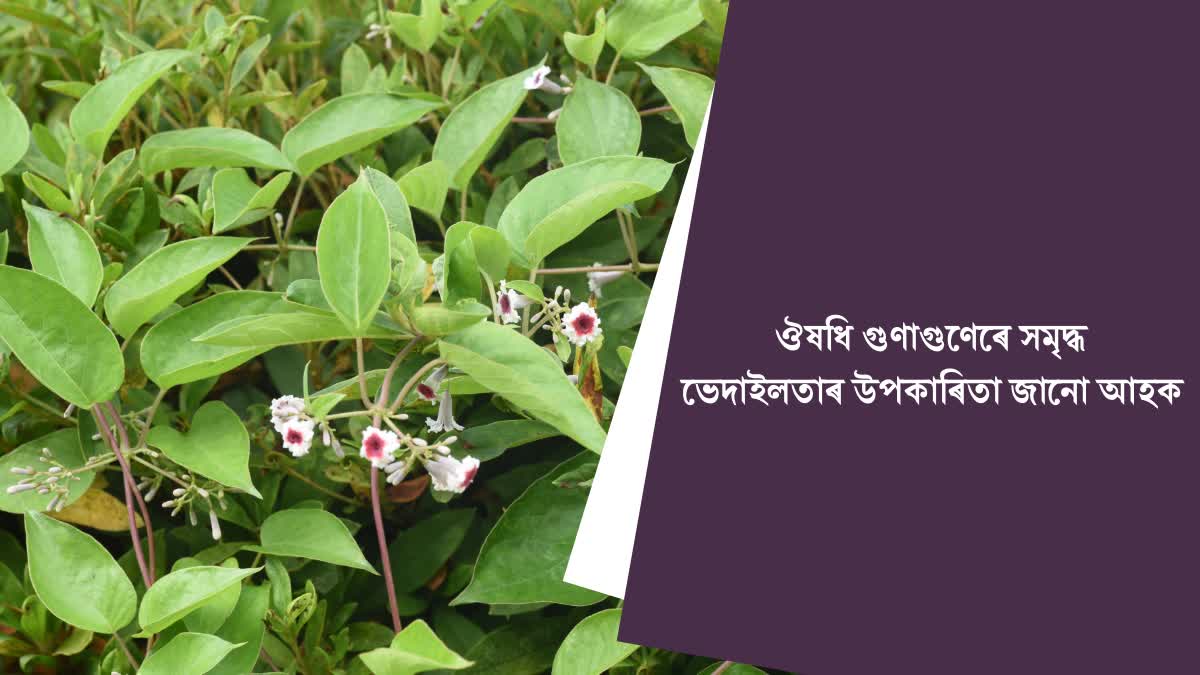 10 health benefits of Skunkvine Assamese Bhedailota
