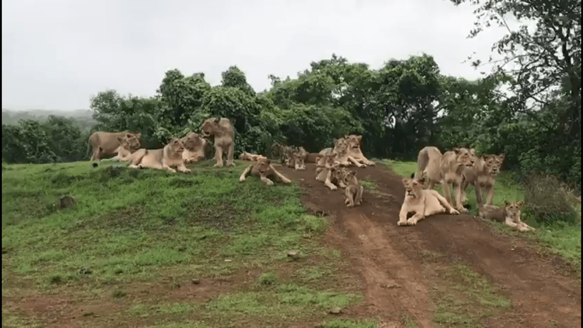 વનરાજાનો દરબાર