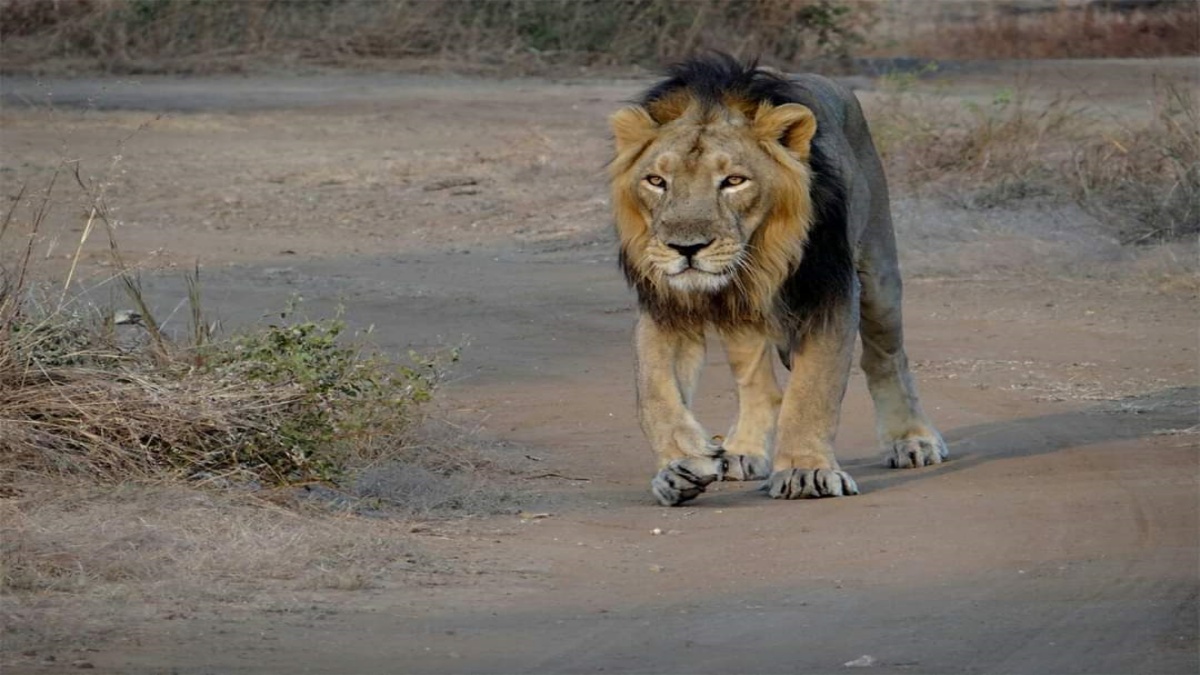 સાવજનું સંરક્ષણ ગીરમાં