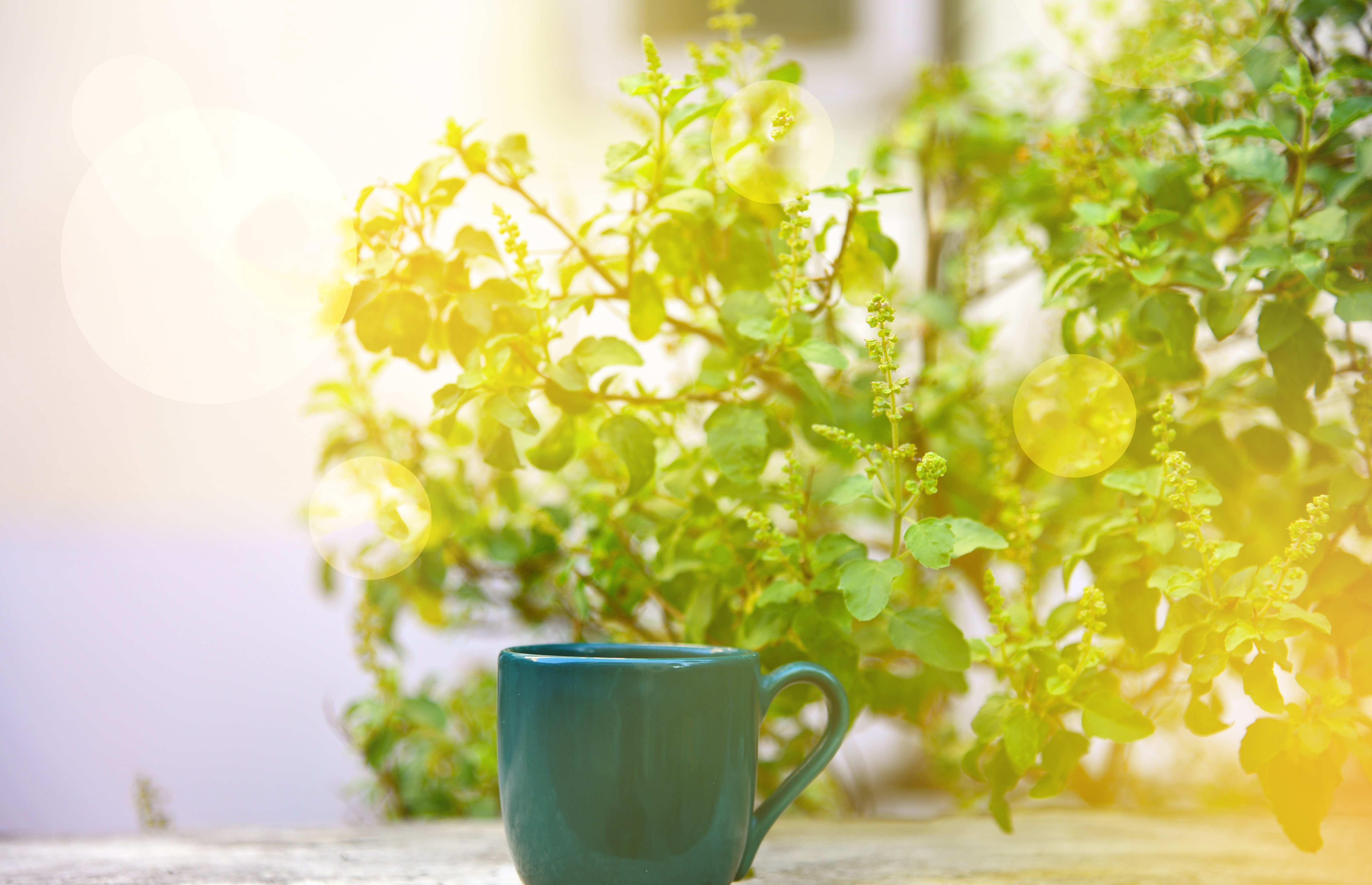 Benefits of Drinking Tulsi Water