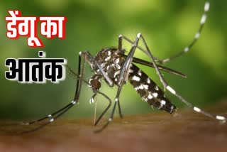 डेंगू जापानी इन्सेफेलाइटिस
