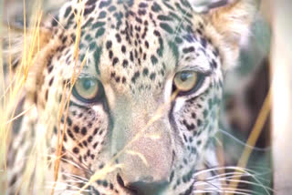 Kuno authorities seek chopper to locate missing female cheetah