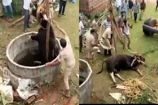 Bison falls into well, rescued safely by a crane in Karnataka