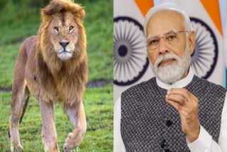 Etv BharatWorld Lion Day 2023