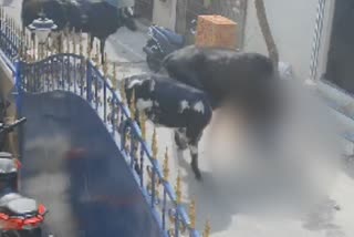 cow brutally attacked with horn to 9 year old girl; the video goes on viral