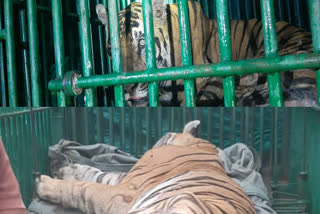 wild-boars-caught-the-tiger-that-hunted-the-cattle-and-threatened-the-public-in-a-cage