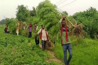 Hemp crop recovered in Damoh