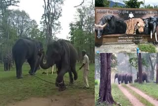 highest-number-of-elephants-in-chamarajanagar-in-karnataka