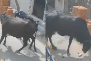 Ox Attack On Girl In Chennai Video