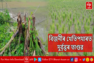 Miscreants wreak havoc on paddy field in Bijni