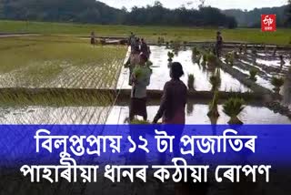 Mass Seedling Planting at Bakaliaghat