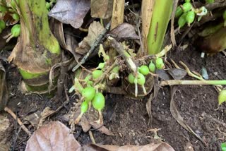 Cardamom Theft  Idukki Cardamom Theft increasing Latest News  Cardamom Latest News  Idukki Latest News  Farmers approached Police for Patrolling  ഏലത്തിന് വില വര്‍ധിച്ചതോടെ  കൃഷിയിടങ്ങളില്‍ മോഷ്‌ണം പതിവാകുന്നു  മോഷണം  വിളയ്‌ക്ക് പൊലീസ് സുരക്ഷ തേടി കര്‍ഷകര്‍  പൊലീസ് സുരക്ഷ  കര്‍ഷകര്‍  പൊലീസ്  ഏലക്കായ  രാജകുമാരി  കുരുവിള സിറ്റി